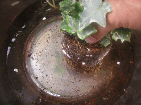 観葉植物の植替え土を落とす バケツなどに水を張ってチャプチャプ♪