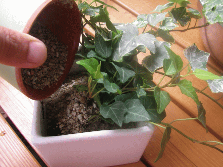 カルセラを入れます 観葉植物の植替え方法