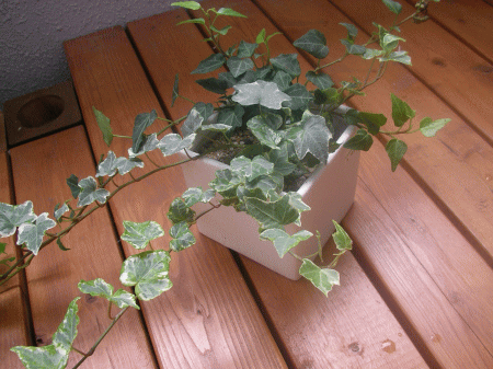 アイビー植替え完成 お洒落に観葉植物を飾ろう