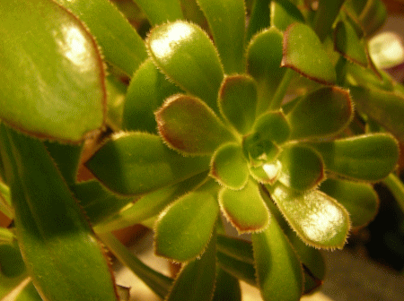 カルセラで多肉植物を育てましょう カルセラで多肉植物を育てましょう
