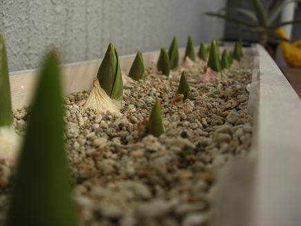 チューリップの芽 チューリップの芽が出てきたよ