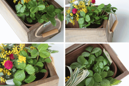 キッチンガーデンボックス ベランダ菜園にピッタリの栽培セット