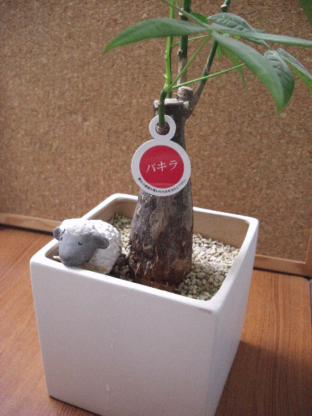 デスクに観葉植物