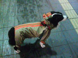 お散歩 雨の日のお散歩