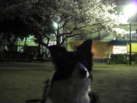 桜満開 桜満開!夜桜見物!