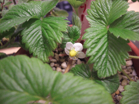 ワイルドストロベリーの花 ワイルドストロベリーの花