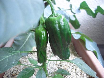 ベランダ菜園ピーマン 夏野菜・ピーマン