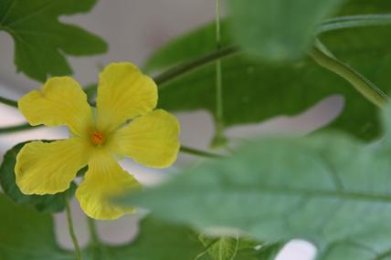ごーやにぃやんのお花 ごーやにぃやんのお花