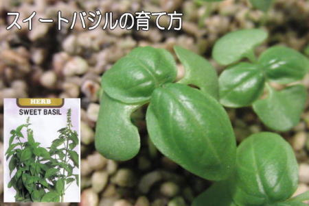 バジルの育て方 バジルの育て方