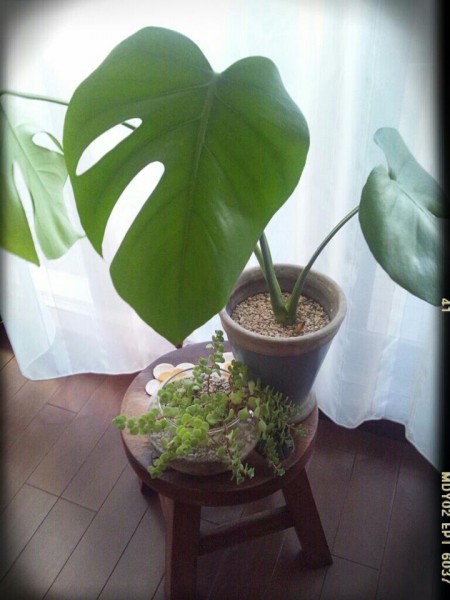 観葉植物モンステラ