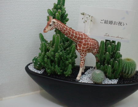 ご結婚のお祝いにサボテンの寄植え