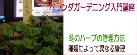 ベランダハーブ栽培