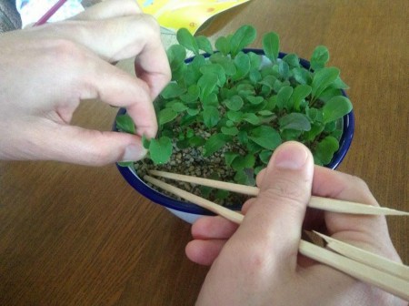 上手な間引きのテクニック