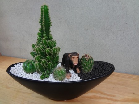 サボテン寄せ植え