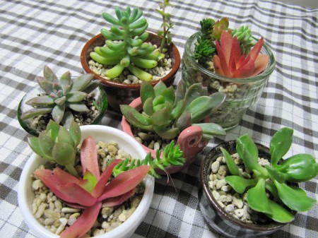 多肉植物とカルセラ