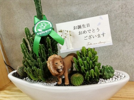 ライオンとサボテン　誕生日プレゼント
