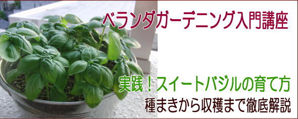 バジル 育て 方 スイート バジルの育て方｜室内やプランターでの栽培方法は？冬を越すコツは？｜🍀GreenSnap（グリーンスナップ）