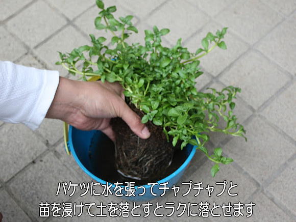 苗の植え替え ベランダガーデニング入門