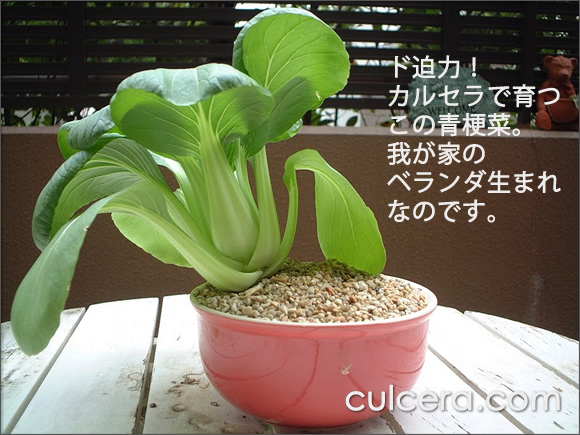 �x�����_�؉� �ƒ�؉� �x�����_�K�[�f�j���O ��؂͔̍|