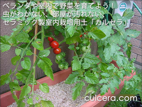 ベランダや室内で植物を育てるなら、清潔なセラミック土「カルセラ」がベストです。