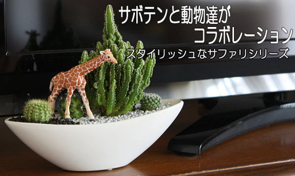 サボテンの寄植え プレゼント ギフト お祝いにも最適 カルセラshop