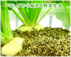 カルセラでやさいを育てる