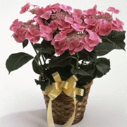 ��̓��@�K�N�A�W�T�C