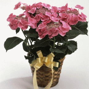 ��̓��@�J�[�l�[�V�����@��