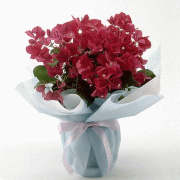 ��̓��@�u�[�Q���r���A