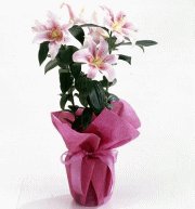 ��̓��@�}�U�[�Y�@�����[