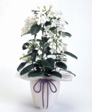 ��̓��@�W���X�~��