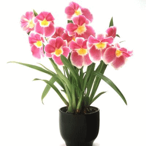 ��̓��@�J�[�l�[�V�����@��