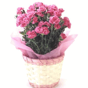 �J�[�l�[�V�����@���F