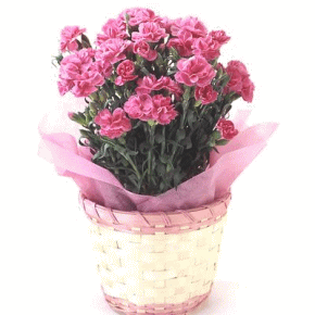 ��̓��@�J�[�l�[�V�����@��