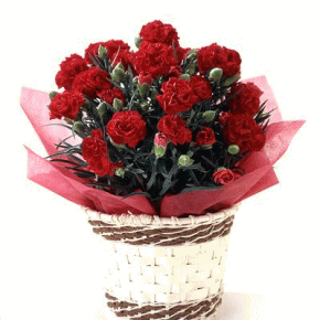 ��̓��@�J�[�l�[�V�����@��