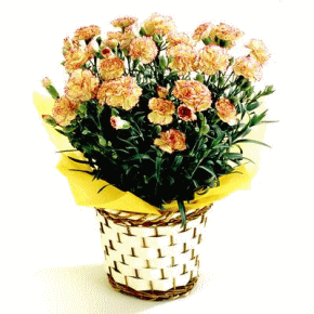 ��̓��@�J�[�l�[�V�����@��