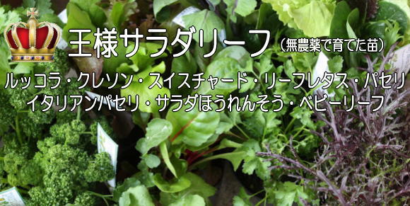 無農薬のサラダリーフ苗販売/通販 ベランダガーデニング【カルセラSHOP】